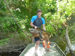 Alligator snapping turtle (Macrochelys temminckii) captured during a population study in Arkansas.