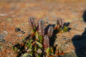 Willow bush pushing through a crack in rock. The red tubes are the pistil of the flower and the white, hair-like threads are the stamens. (Photo credit: John Kelly)