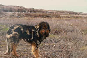 A local dog losing its winter coat. I personally think it must be part musk ox. (Photo credit: John Kelly)