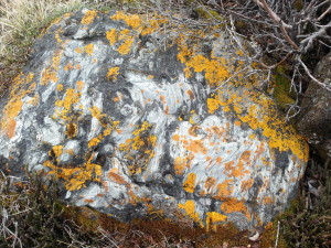 A stromatolite sits atop the bluffs overlooking the Coppermine River. A stromatolite is a type of organism that lived millions of years ago in the ocean before it ended up here. (Photo credit: John Kelly)