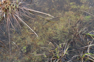 Plants in the tundra begin to produce oxygen gas (O2) as the summer season kicks into full swing. (Photo credit: John Kelly)