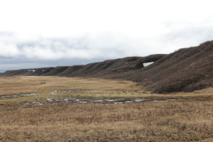 The rim surrounding the delta (floodplain) of the river separates the slightly drier tundra above from the extremely saturated land below. Walking on the delta is comparable to walking on a waterbed. (Photo credit: John Kelly)