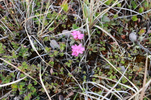 The Broad-Leaved Willow Herb has started to grow through the thick mat of dead plants left from the last growing season. Although only a few inches tall, these flowers are the harbinger of summer, providing bursts of color amongst the drab colors left from winter. (Photo credit: John Kelly)