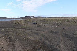 A black trash bag sits quietly on the beach as the season's new plants begin to peak their stems out of their winter shelter. (Photo credit: John Kelly)