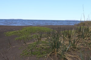 The once drab beach is slowly waking from its winter slumber. These grasses and small plants mark the first beach-goers to stake out their spot on this town's sandy shores. (Photo credit: John Kelly)