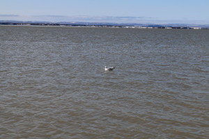 A shorebird bobs gently in the water. Many shorebird species have been known to consume and die from ingesting trash. (Photo credit: John Kelly)