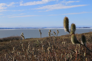 Willow bush buds emerge from the tips of each branch, hoping to reproduce successfully during the short growing season in the Arctic Circle. (Photo credit: John Kelly)