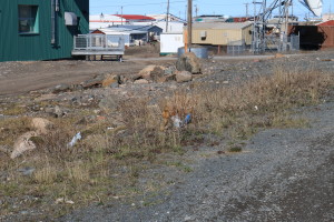 A "Sik Sik," a type of ground squirrel, has adapted to city life in Kugluktuk. Similar to the beaches outside town, trash is a major issue in town that is evident in this Sik Sik's habitat. (Photo credit: John Kelly)