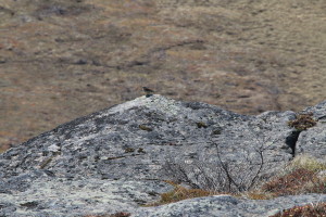 A bird perches atop a 100+ foot cliff, ambivalent to the floor below. (Photo credit: John Kelly)