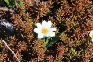 Entire-Leaved Mountain Avens (Dryas integrifolia) burst into the sunlight. (Photo credit: John Kelly)