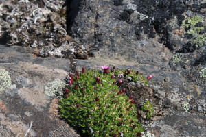 Purple Mountain Saxifrage (Saxifraga oppositifolia) grows resiliently on a rock. (Photo credit: John Kelly)