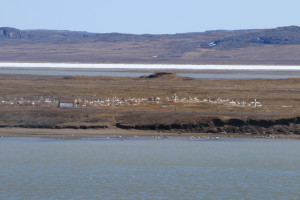 The old cemetery across the Coppermine River. It is threatened by the thawing of permafrost and eroding riverbanks encroaching on the graves. (Photo credit: John Kelly)