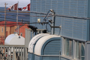 A male and female raven take shelter behind the Hamlet building out of the wind. They took a break from tending to their nest to preen their feathers in the sun. (Photo credit: John Kelly)