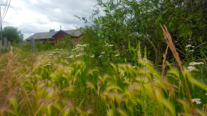 A house in Yellowknife, surrounded by a thick cover of vegetation.