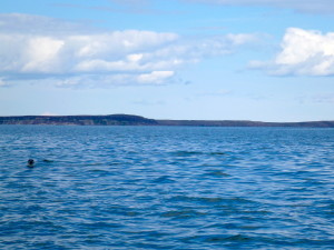 Seal #1 popping up to say hello while we were collecting samples. (Photo credit: John Kelly)