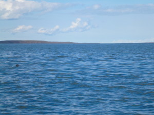 Seal #2 sneaking a glance at the boat before disappearing quickly below the waves. (Photo credit: John Kelly)