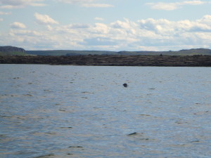 Seal # 3 peering above the waves like a periscope. (Photo credit: John Kelly)